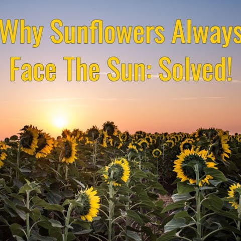 Why Sunflowers Always Face The Sun: Solved!