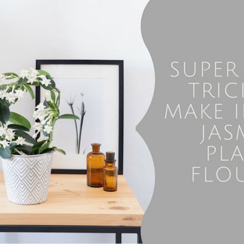 Jasmine Plant – Super Simple Tricks To Make Indoor Jasmine Plants Flourish