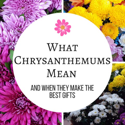 What Chrysanthemums Mean And When They Make The Best Gifts