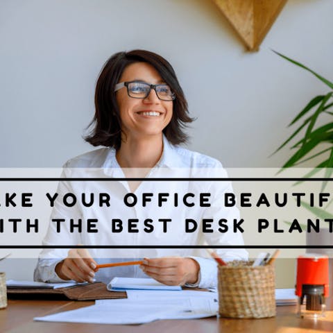 Make Your Office Beautiful With The Best Desk Plants