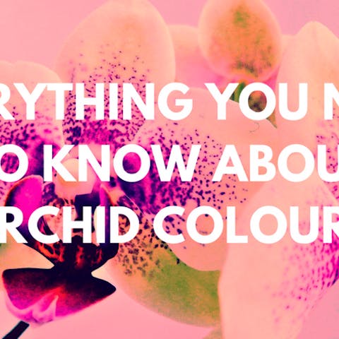 Orchid Colors: Everything You Need to Know About it