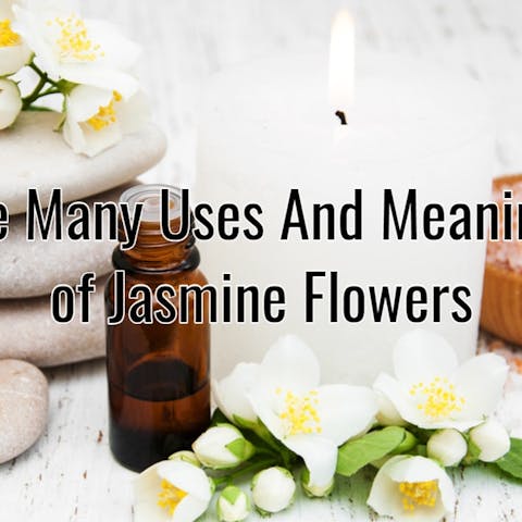 The Many Uses And Meanings of Jasmine Flowers