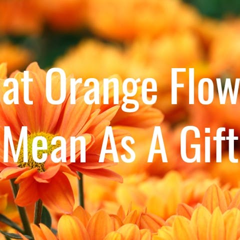 Orange Flowers Meaning & Symbolism