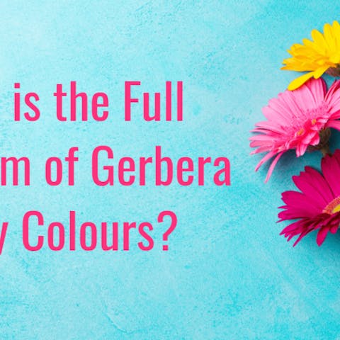 What is the Full Spectrum of Gerbera Daisy Colours?