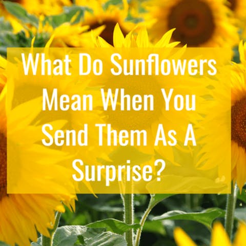 Sunflowers Meaning – What Do Sunflowers Mean When You Send Them As A Surprise?