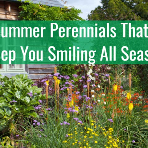 15 Summer Perennials That Will Keep You Smiling All Season