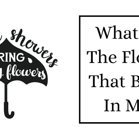 What Are The Flowers That Bloom In May?