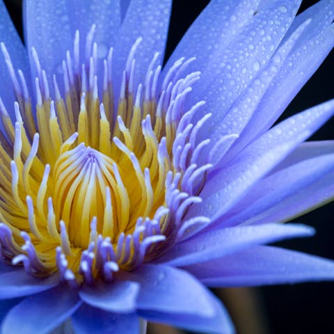 What Blue Flowers Mean: Symbolism and Significance