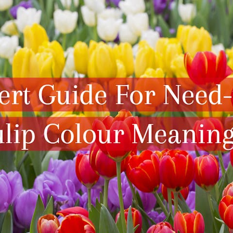 The Expert Guide For Need-to-Know Tulip Colour Meanings
