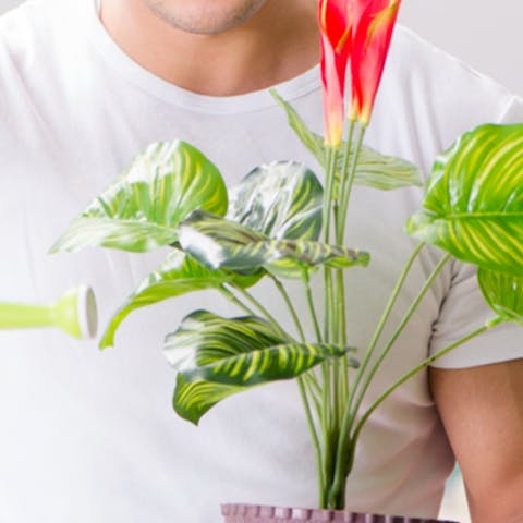 6 Great Plants for Men