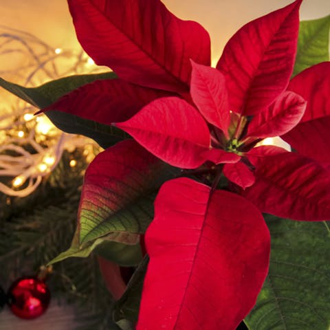Poinsettia: The Christmas Flower