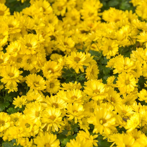 What Do Yellow Flowers Stand For? (And When To Send Them)