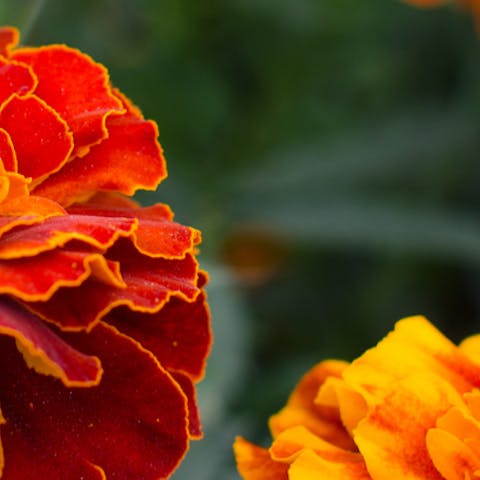 The Magic of Marigolds