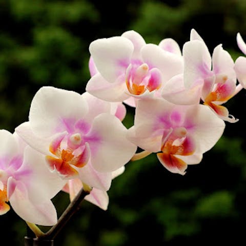 How to care for an orchid