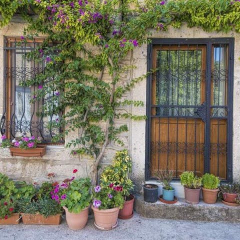 Top 5 plants to decorate your home