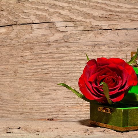 Red Rose for Mother’s Day