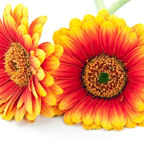 Switzerland Flower – National flower of Switzerland
