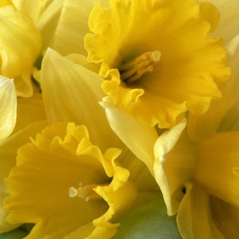 Flowers of the World: Greece