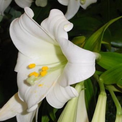 Flowers of the World: France