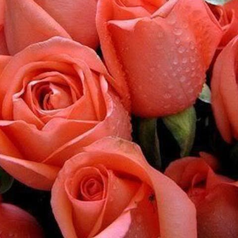 Flowers of the World: Brazil