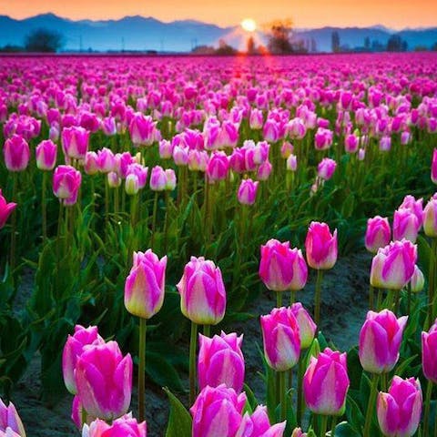 Flowers of the World: Europe
