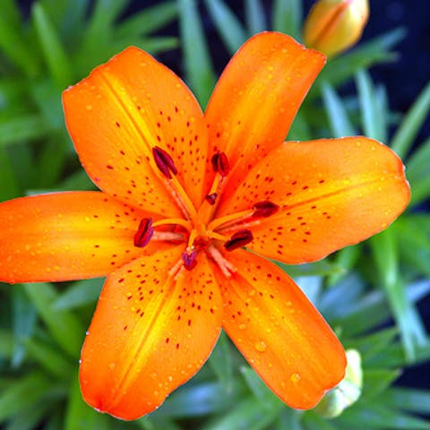 National flower of Germany – Flowers in Germany