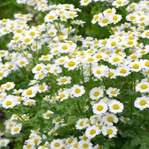 Flowers of the World: Russia