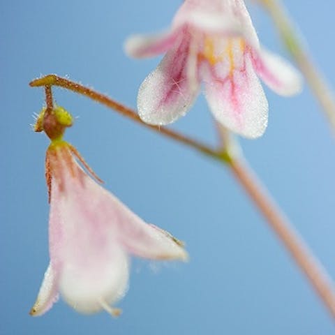 Flowers of the World: Sweden