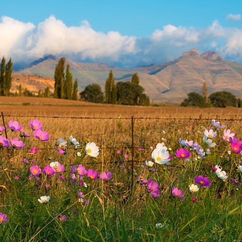 Flowers of the World: South Africa