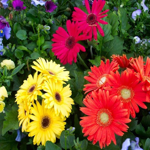 Flowers of the World: Ireland