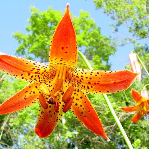 Flowers of the World: Canada
