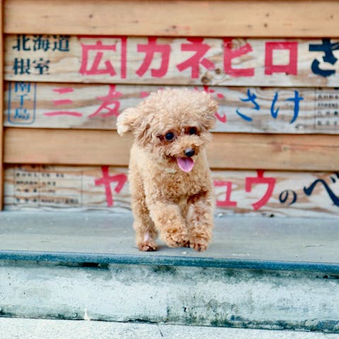 Teacup Puppies: The Ultimate Guide to Miniature Canine Companions