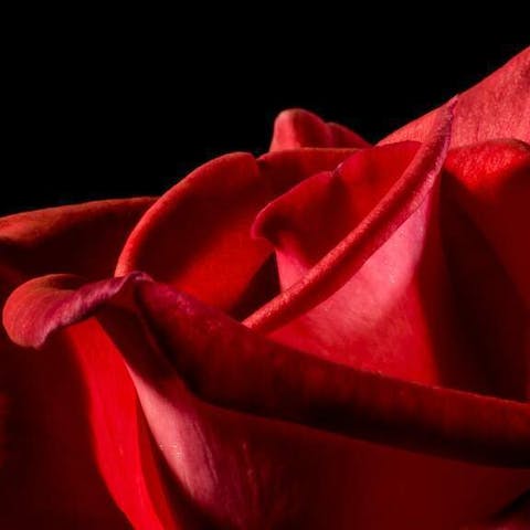 What Colour Roses To Send On Valentine’s Day