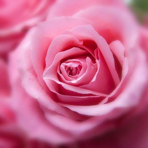 What to do with your St. Valentines’s flowers…