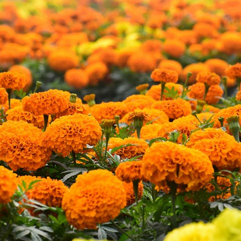 Why Marigold Is a Staple in Many Cultures
